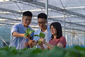 From Hong Kong to Guangdong, 3 university graduates started their own businesses for 6 years, creating agricultural technology patents