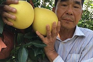 From Taiwanese columnist to Meizhou hometown fruit farmer: The entrepreneurial path of 72 year old Taiwanese compatriot He Mincai